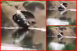 crocodile in sagar canal at darsi: సాగర్ కాల్వలో మొసలి.. భయాందోళనలో జనం