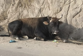 Man killed by bull in Hamirpur