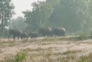 elephants in chamarajanagara