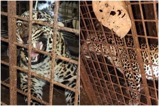 Leopard captured in Mangalore