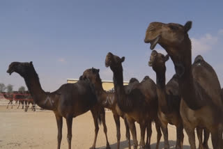 Camels compete for crowns in UAE beauty pageant