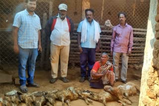 sixteen sheep died by leopard attack in mandya