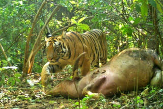 Tigers migration to Telangana