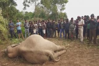 Elephant Death on Train Accident: ଟ୍ରେନ ଧକ୍କାରେ ଦନ୍ତାହାତୀ ସହ ମାଇହାତୀର ମୃତ୍ୟୁ