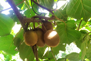 Kiwi will be cultivated in fields of Nainital