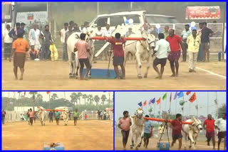 ongole bulls competition started in kopparavuru at guntur