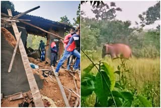 Elephant Tusker: ଦନ୍ତା ଆକ୍ରମଣରେ ଜଣେ ମୃତ, ଅଳ୍ପେକ ବର୍ତ୍ତିଗଲା ପରିବାର