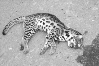 Leopard cub found dead in Kadaba