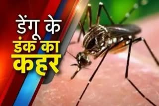 Dengue in delhi