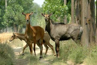 बिहार में नीलगायों की शुरू हुई नसबंदी