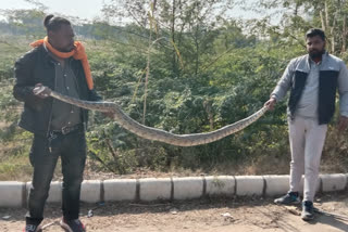 python found in panchkula