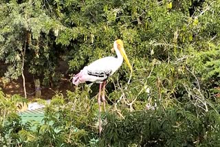 foreign-birds-dying-at-tekkali