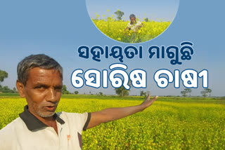 ସହାୟତା ମାଗୁଛି ସୋରିଷ ଚାଷୀ