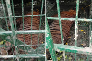 tiger-caught-by-forest-department-on-sixth-day-attempt-at-kultali