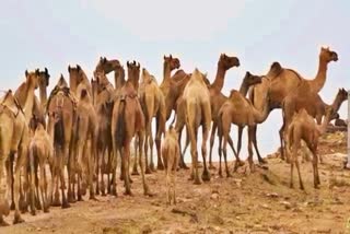 Camel Breeders Kutch