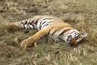 Tigress body in Dindori