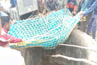 Guldar fell in well in Ramnagar