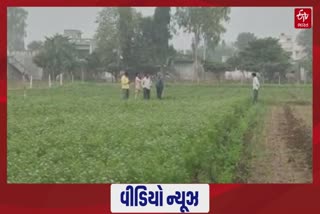 Unseasonal Rains In Devbhumi Dwarka : દેવભૂમિ દ્વારકા જિલ્લામાં કમોસમી વરસાદથી ખેડૂતોની ચિંતામાં વધારો