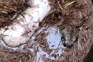 Leopard Fell In Well