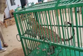 Leopard Caught in Araria