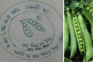 jabalpur-green-peas-