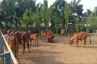Sumul Dairy Anand: સુરત અને તાપી જિલ્લા ખાતે  બ્રાઝિલની વધુ દૂધ આપતી ગાય પેદા કરાશે