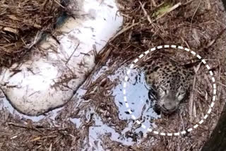 Forest department rescues leopard from well