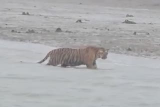 Kultali Tiger Returns