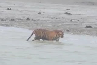 Royal bengal tiger release day after caught at kultali in south 24 parganas