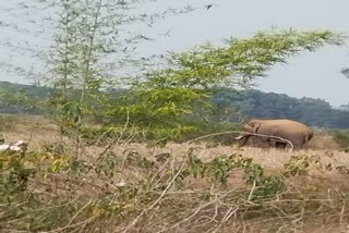 Herd of elephants Entered in Ranchi village