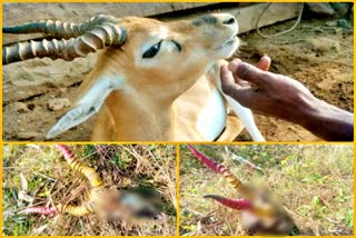 Blackbuck hunting in Kota