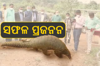 World First Pangolin Reproduction; ନନ୍ଦନକାନନରେ ବଜ୍ରକାପ୍ତା ଅନୁସନ୍ଧାନ ଓ ପ୍ରଜନନକୁ ସଫଳତା