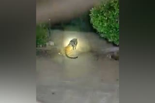 Dog escaped from leopard attack
