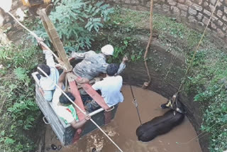 காட்டெருமையை மீட்ட தீயணைப்பு வீரர்கள்