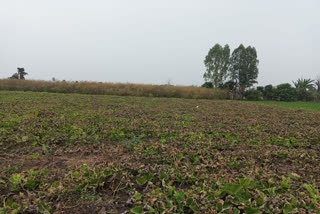 Relief in crops due to rain in Bhopal