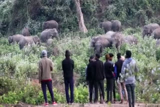 elephant herd