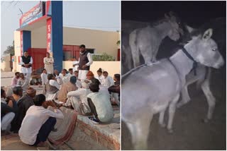 Hanumangarh Police Searching Donkeys