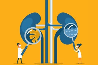 COVID infects kidneys and leads to scarring, kidney health, how to keep kidneys healthy after covid, can covid affect kidneys