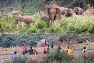 അസമിൽ ആനക്കൂട്ടം കാടിറങ്ങി  ഭക്ഷണം തേടി ആനകൾ ഗ്രാമത്തിൽ  നാഗോണിൽ കാട് വിട്ട് നാടിറങ്ങി ആനക്കൂട്ടം  elephant herd entered human habitations Assam  elephant herd entered Sagunbahi village  elephant enters village seeking for foods