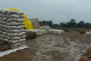 paddy procurement center