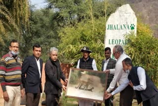 Hemaram Choudhary in Jhalana leopard Reserve