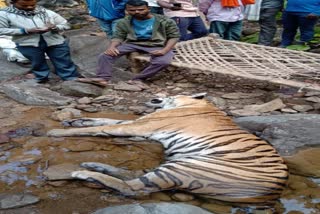 tiger-dead-body-found-in-pench