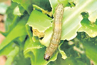 Farmers suffering from pests