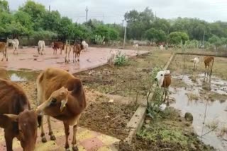 Cattle sick in Mahasamund Gauthan