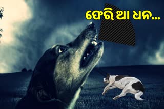 Mother Dog Crying for Child: ଶିଶୁର ପ୍ରାଣ ଫେରିପାଇବାକୁ ମା ଜଗିବସିଛି