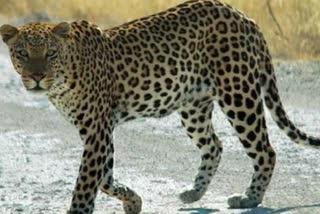 Leopard found dead in Kanker