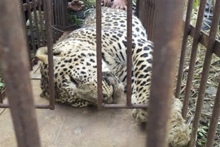 leopard found trapped in iron noose