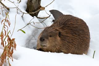 Snow keeps Oregon Zoo beavers busy!