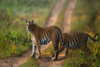 tigers deaths in india