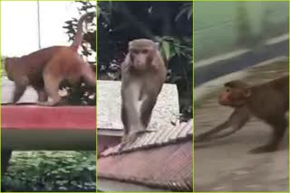 monkey in locality